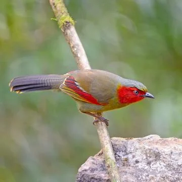 Scarlet-faced liocichla Stock Photos