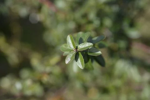 Scarlet firethorn Stock Photos