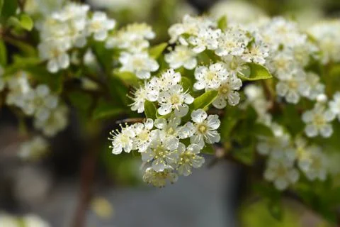 Scarlet firethorn Stock Photos