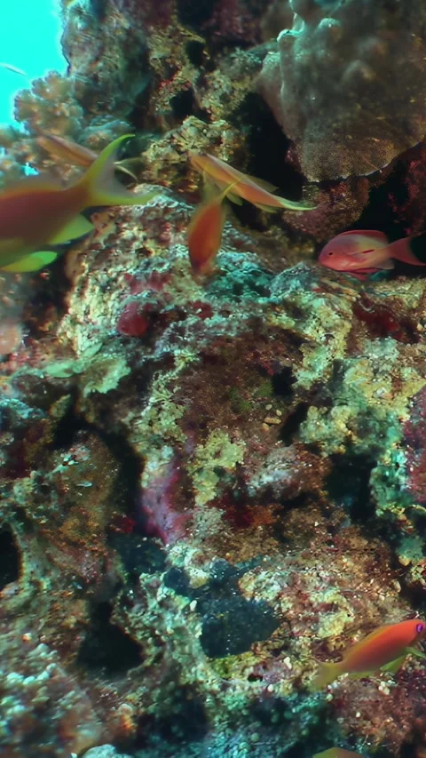 Scarlet Fish Dance Through a Vibrant Coral Garden Stock Footage 337500128