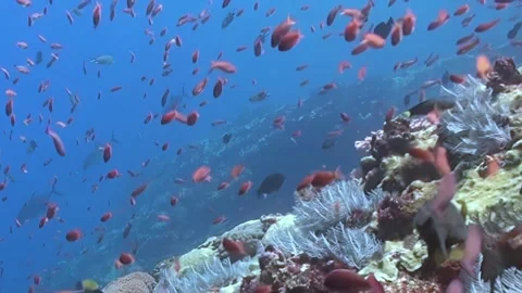 Scarlet Fish Schools Gracefully Navigate a Sunlit Marine Paradise Stock Footage 338199880