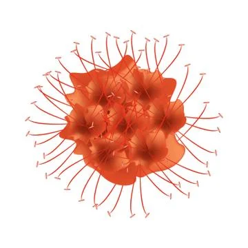Scarlet Flame Bean or Brownea Ariza Flower Stock Illustration