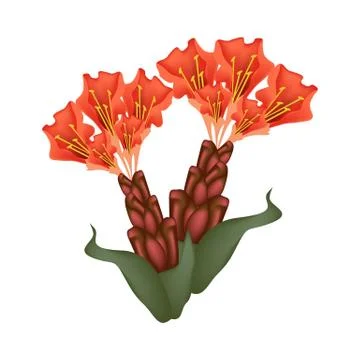 Scarlet Flame Bean or Brownea Ariza Flowers Stock Illustration