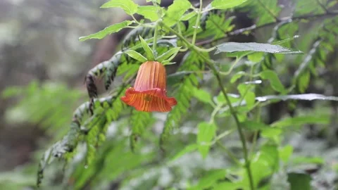 Scarlet flower on the background of trees Video stock 106624360