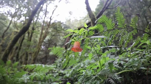 Scarlet flower on the background of trees. Stock Footage 106624460
