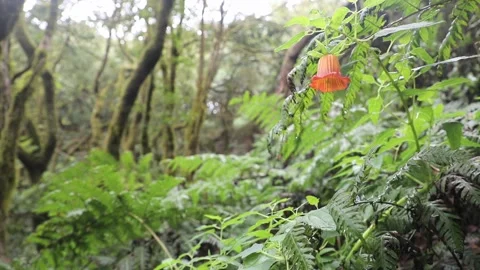 Scarlet flower on the background of trees. Stock Footage 106624553