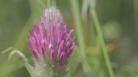 Scarlet flower Video stock 43862952