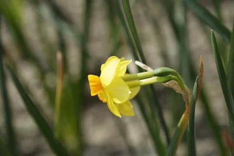 Scarlet Gem Daffodil Stock Photos