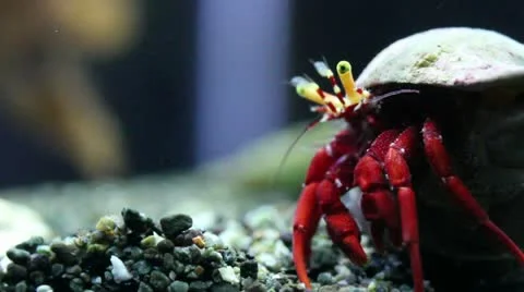 Scarlet Hermit Crab Macro 库存影片 12147426