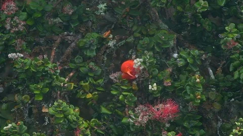 Scarlet honeycreeper Stock Footage 101054029