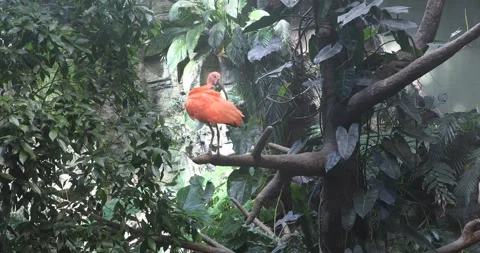 The Scarlet Ibi Stock Footage 255687111