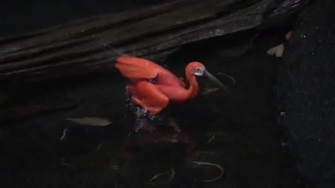 Scarlet Ibis also called  Eudocimus ruber , bathing in water Stock Footage 101831678