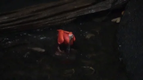 Scarlet Ibis also called  Eudocimus ruber , bathing in water, 스톡 동영상 101831685