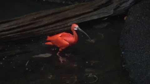 Scarlet Ibis also called  Eudocimus ruber , bathing in water, night time Video stock 101831729