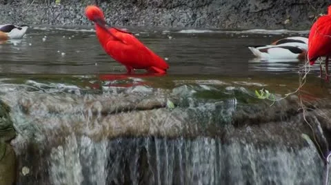 A scarlet ibis and common shell ducks . Stock Footage