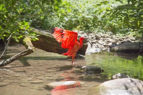 Scarlet Ibis dancing Stock-Fotos
