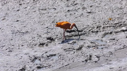 Scarlet ibis eating in mangrove river Stock Footage