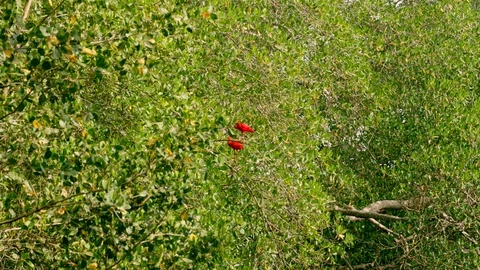 Scarlet Ibis - Eudocimus ruber Stock Footage 92460960