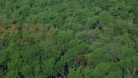 Scarlet Ibis - Eudocimus ruber Stock Footage 92937072