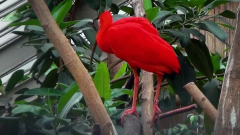 Scarlet ibis (Eudocimus ruber) Stock Footage 283005401