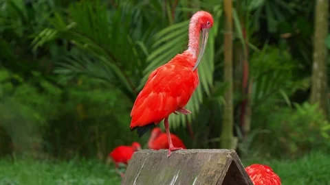 Scarlet Ibis, eudocimus ruber, perching on top, displaying obsessive Stock Footage 267805467