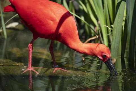 The Scarlet Ibis (Eudocimus ruber). Stock Photos