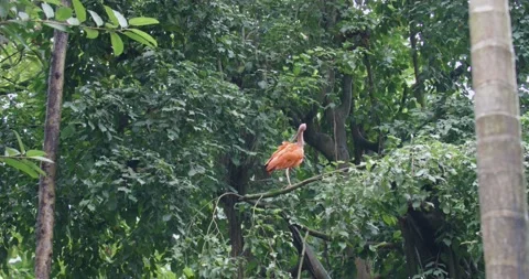 Scarlet Ibis (Eudocimus ruber) preening Feathers in Tree, Jungle, Wide, 4k Stock Footage 231606159