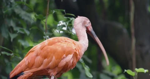 Scarlet Ibis (Eudocimus ruber) preening Feathers in Tree, Jungle, 4k Stock Footage 231607744