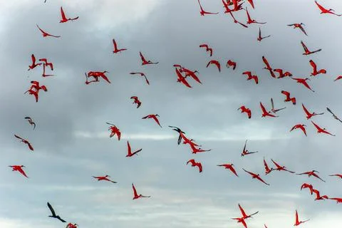 Scarlet ibis flying back home to their sleeping place, Revoada dos guaras o.. Stock-Fotos