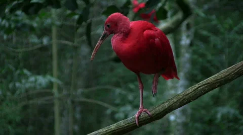 Scarlet Ibis 库存影片 474053