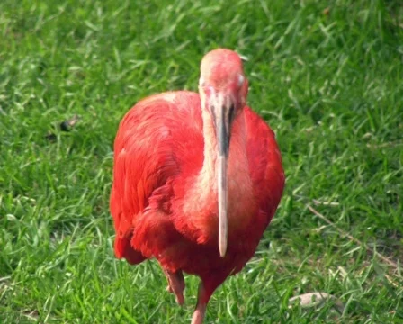 Scarlet Ibis 库存影片 627389
