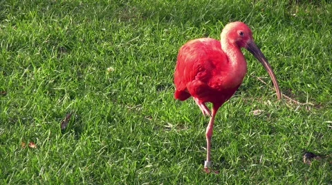 Scarlet Ibis 库存影片 627407