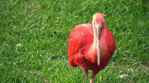 Scarlet Ibis 库存影片 627525