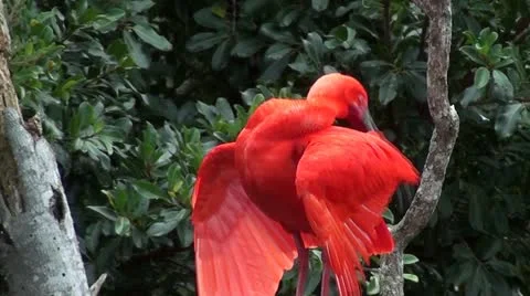 Scarlet Ibis Stock Footage 12193053