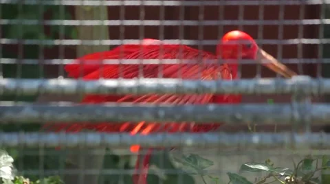 Scarlet Ibis Stock Footage 59906982