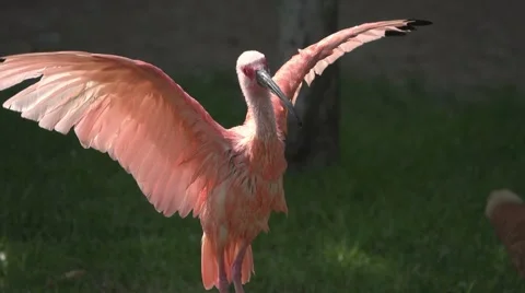 Scarlet Ibis  Stock Footage 64881268