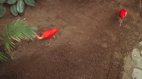 Scarlet Ibis Video stock 68945337