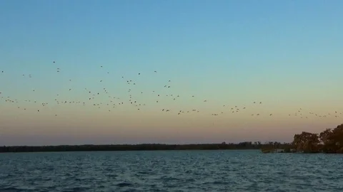 Scarlet ibis Stock Footage 120467940