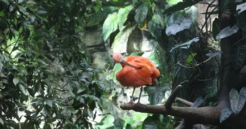 The Scarlet Ibis Stock Footage 255687104