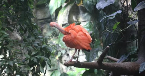 The Scarlet Ibis] Stock Footage 255687472