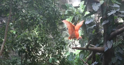 The Scarlet Ibis Stock Footage 255689025