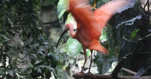The Scarlet Ibis Stock Footage 255689267