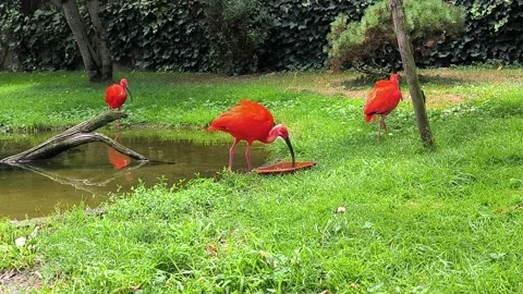 Scarlet ibis Video stock 328273883