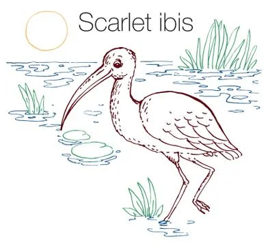 Scarlet ibis hand drawn vector illustration Stock Illustration