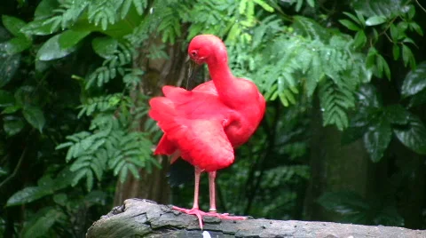 Scarlet Ibis (HD) Stock Footage 107877