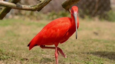 Scarlet Ibis looking around 스톡 동영상 64825401
