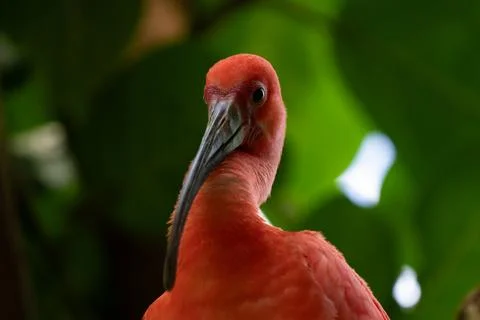 Scarlet ibis is perched on a tree limb high above in the jungle forest Stock Photos
