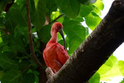 Scarlet ibis is perched on a tree limb high above in the jungle forest Stock Photos