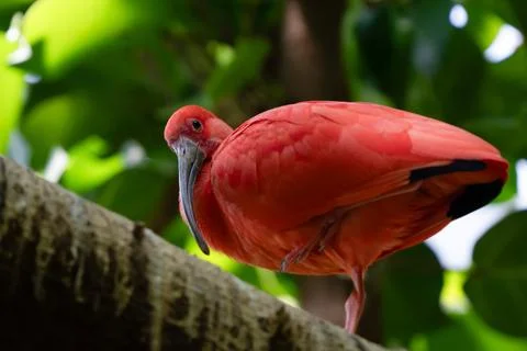 Scarlet ibis is perched on a tree limb high above in the jungle forest Stock Photos