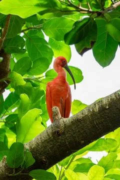 Scarlet ibis is perched on a tree limb high above in the jungle forest Stock Photos